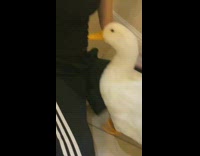 Duck wags tail when kissed by woman