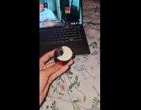 Collab Clips MPUGC2 - High woman eating reese cup 