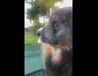 Black brown puppy paws on car window 