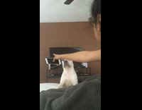 woman tells white dog to go to bed it barks 