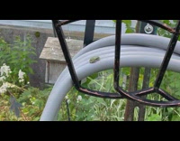 Small green frog sit on garden hose
