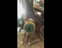 Collab DailyDoseOfInternet - Brown white dog holds blue donut toy 