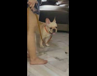 Person Whistles and Dog Stops Panting