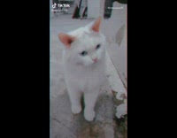White cat drinks water drops faucet outside 