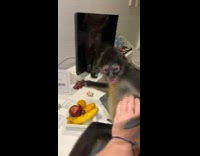 Monkey in room tries to steal fruit from guys 