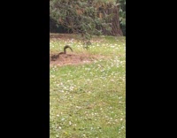 Squirrel flips on branches on the ground