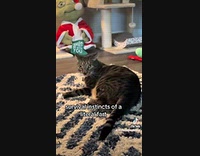 Cat with cleft lip startled by fart