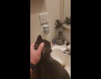 Guy pet head black cat on sink