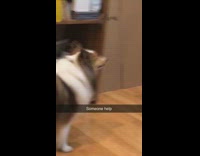 Large brown white dog stands howls bookshelf