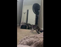 Cat startled to see own reflection 