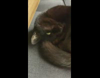 Black cat curled up ignore kiss noise