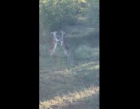 Collab Clips MPUGC - Does fighting on the yard 