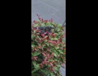 Wild crow rests on the bushes of the filmer