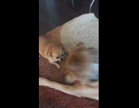 Small chihuahua play fights with big dog
