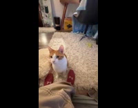 Submitter shows cat roaming in timelapse 