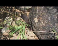 Black baby mink crawls around the rocks near the filmer