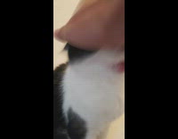 Cat Meows Compilation in Sync with Music