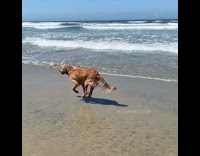 Golden retriever dog runs towards ocean water