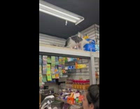 Cat walks on top of the container at the convenience store 