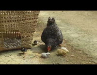 Black chicken babies grow up before after