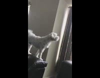 Small white dog howls piano instrument couch