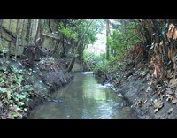 Blackbird bathe on the forest stream
