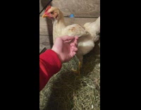 Pet chicken stops to move and gets a pet from its owner