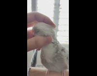 Grey parakeet gets pets 