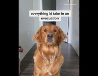 Everything id take in an evacuation dog 