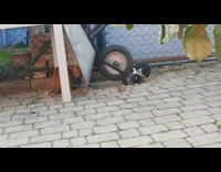 Orange cat sneak rabbit jump scared cart