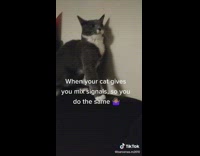 Owner pretends to pet cat and then bops cat on head