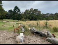 Dalmatian ran and hides in the bush