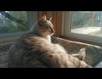 Grey cat tap its tail on plastic box