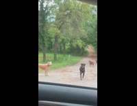Five dogs wander around dirt road 