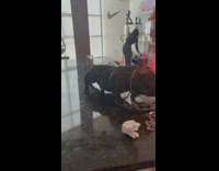 Buff short and low black dog on kitchen counter island 