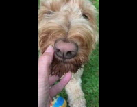Girl touches nose brown dog grass 