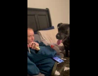 Dog tries to get cheese from hooman