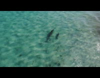 Adult and young dolphin swim ocean drone