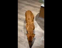 Brown dog excited for owner gives hugs