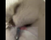 Grey white cat drinks water glass bowl