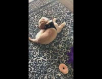 Golden retriever puppy black harness blue collar 