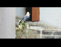 Crow eat biscuit  dipped in water ledge