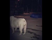 White bulldog twerks by upside down pool