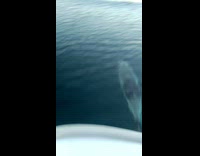 Dolphin tries to swim race with boat