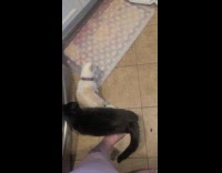 Dog avoiding cats nuzzling 