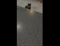 Black cat store manager of pet store