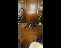 Collab BitchMP - Guy fools dog touch and turns away