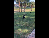 Ducks walks to woman waits for food