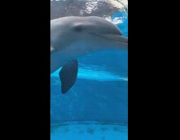 Dolphin approaches filmer wave hat aquarium ocean park