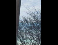 Bald Eagle on top of the tree at the street